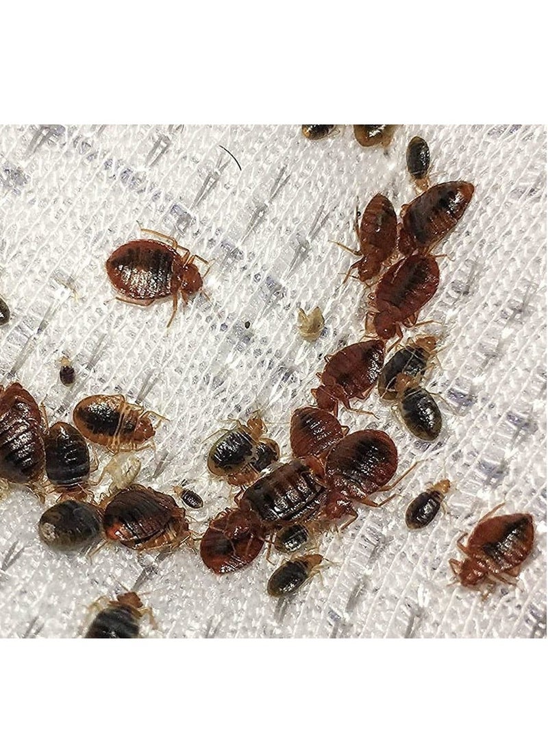 PILARKING Pilarking 70% Bed Bug Insecticide Powder 100grams  - Image 2