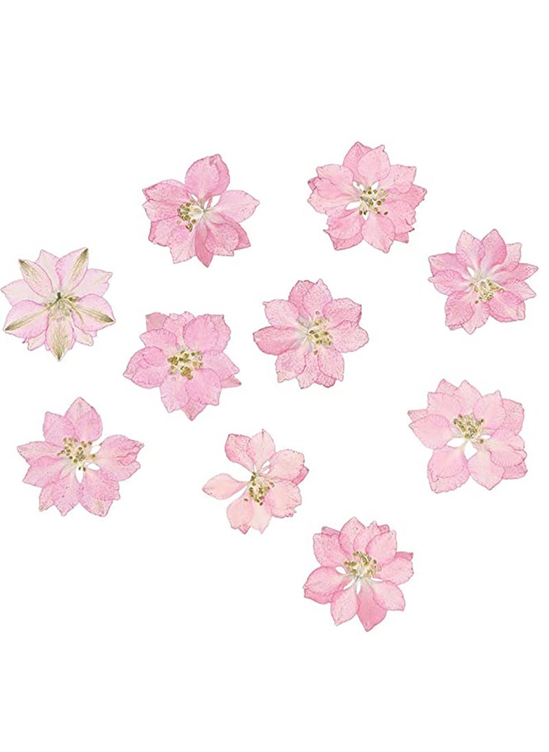 KASTWAVE Dried Pressed Flower 12 Pcs Lifelike Small Flower Ornaments Nail Art Little Pressed Real Dried Flower Material for Hand DIY Phone Case Specimen  - Image 1