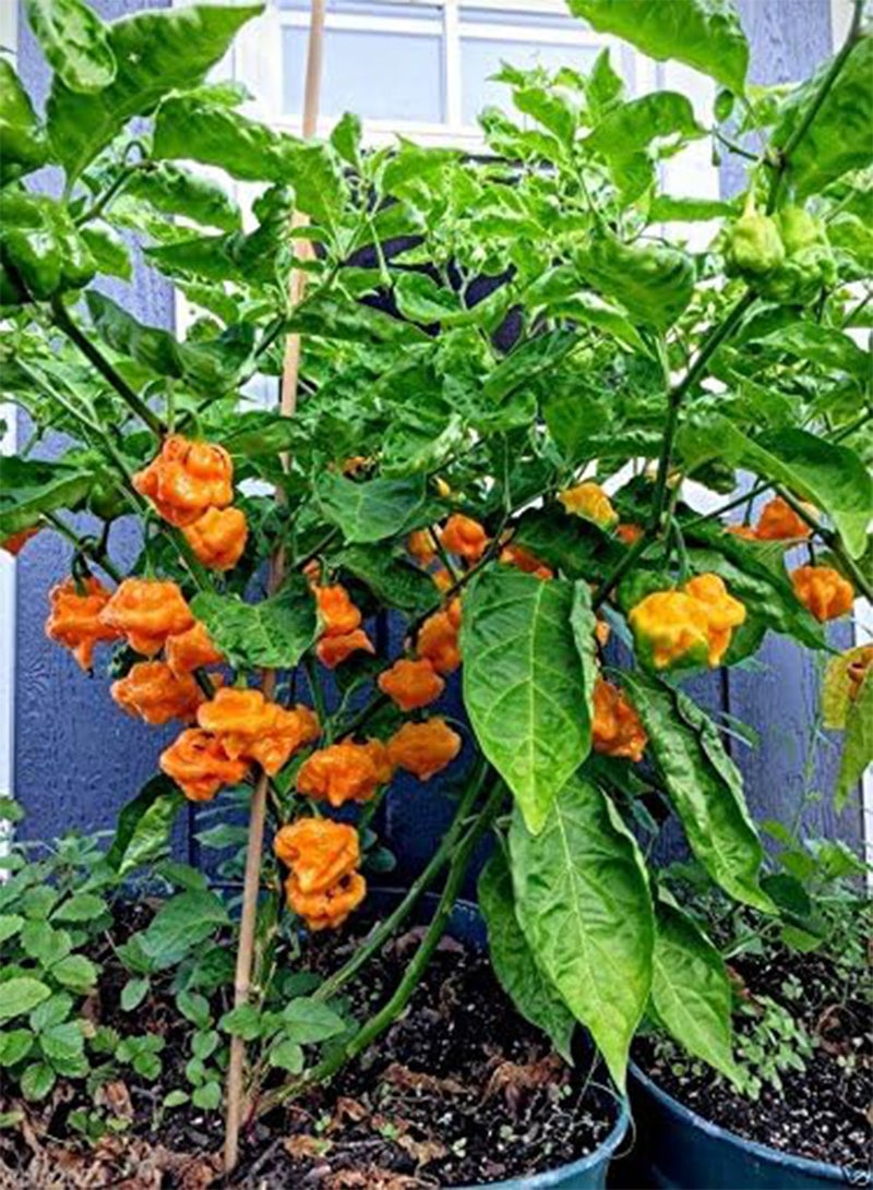 GGOOT JAMAICAN YELLOW SCOTCH BONNET ,,Heirloom  - 50-100 Seeds - Image 1