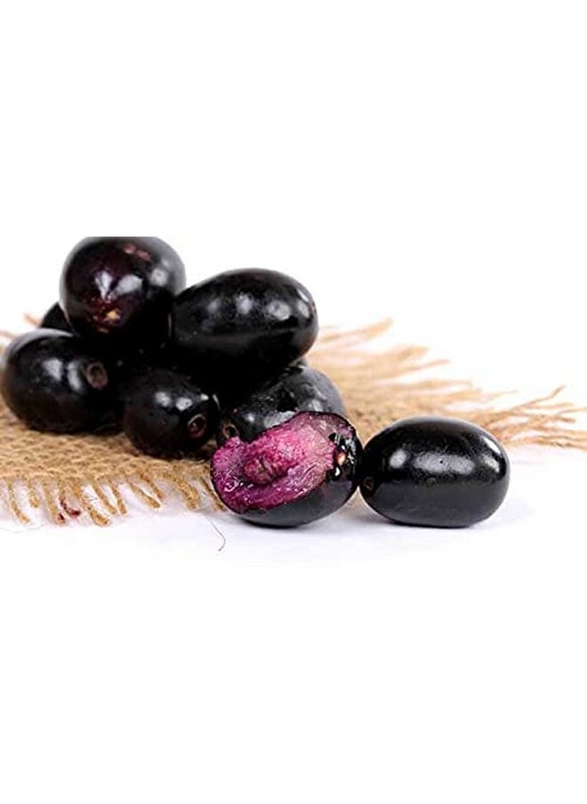 Online Quality Store Raw Jamun Seed 100Gm| Elderberry Seeds| Eugenia Jambolana Seeds | Black Berry Seeds| Supports Sugar Control | Helps In Detoxification | Act As Blood Purifier  - Image 2