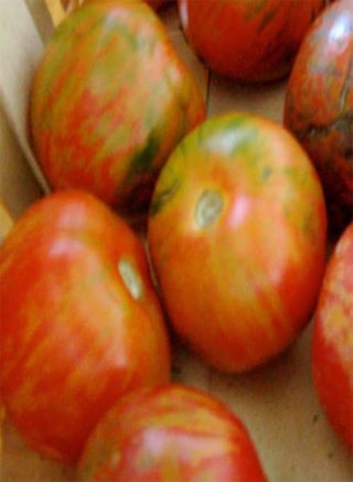 Seeds Semi Box Car Willie Pomodoro, 20 Non GMO Heerloom Seeds - pzsku/Z8322E8039AFACEA8130CZ/45/_/1735446915/595bb1b0-a7ff-452c-8be8-c169c47cde6b
