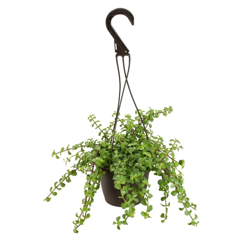 Plants for Pets Trailing Elephant Bush Succulents, Hanging Plants Live Succulents Plants Live Houseplants, Hanging Planter Basket, Mini Succulents Live Plants Indoor Plants in Plant Basket by Plants for Pets - Image 1