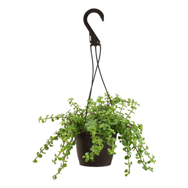 Plants for Pets Trailing Elephant Bush Succulents, Hanging Plants Live Succulents Plants Live Houseplants, Hanging Planter Basket, Mini Succulents Live Plants Indoor Plants in Plant Basket by Plants for Pets - Image 2