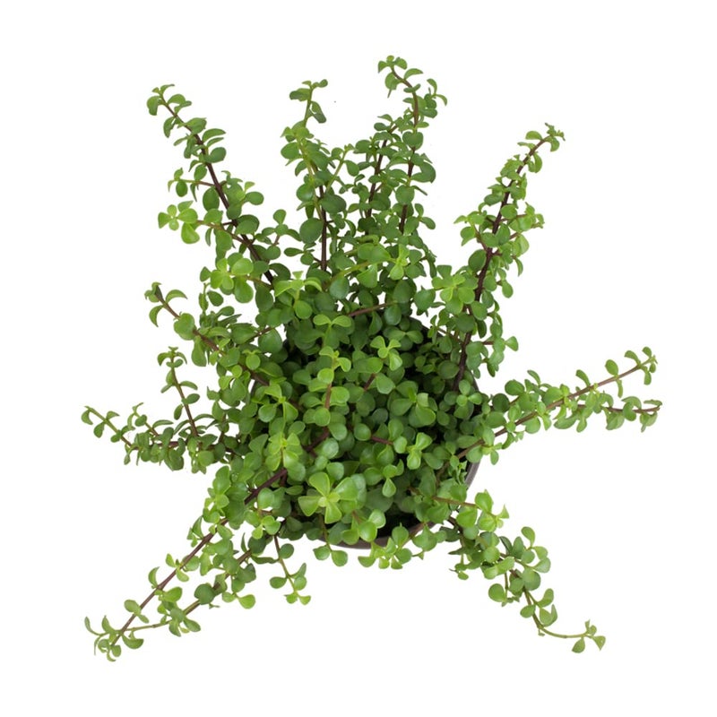 Plants for Pets Trailing Elephant Bush Succulents, Hanging Plants Live Succulents Plants Live Houseplants, Hanging Planter Basket, Mini Succulents Live Plants Indoor Plants in Plant Basket by Plants for Pets - Image 3