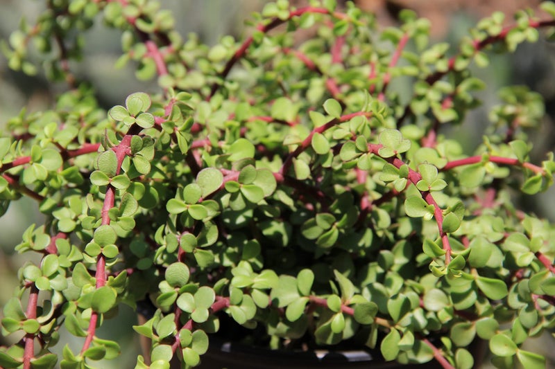 Plants for Pets Trailing Elephant Bush Succulents, Hanging Plants Live Succulents Plants Live Houseplants, Hanging Planter Basket, Mini Succulents Live Plants Indoor Plants in Plant Basket by Plants for Pets - Image 4