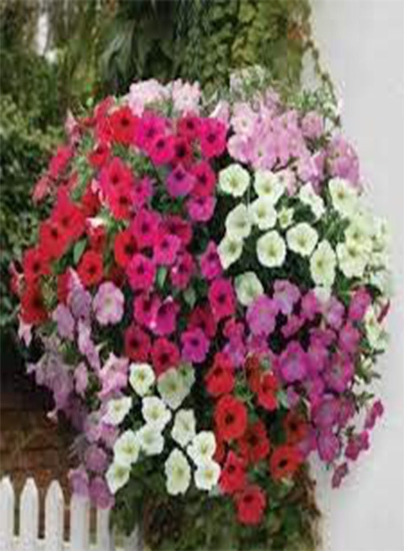 GGOOT seeds Fresh 100 Pcs Hanging  Flower seeds for Planting Mixed 1