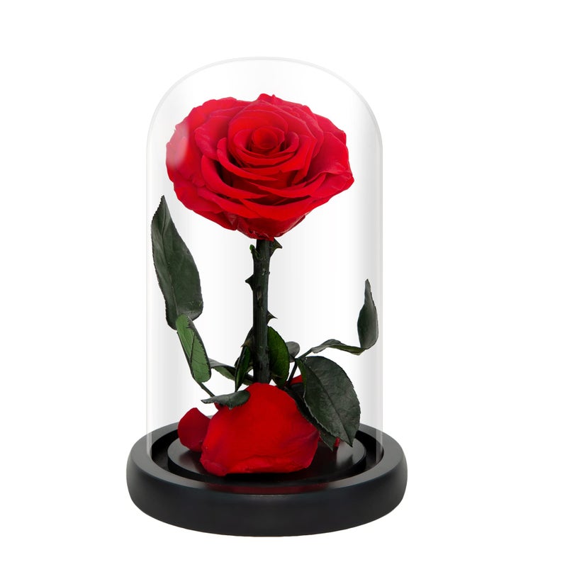 NATROSES NATROSES Handmade Preserved Roses in Glass Dome  Long Lasting Red Roses Real  Eternal Glass Rose for Valentine? Day  Christmas  Mother? Day  Birthday  Anniversary  Wedding  Thanksgiving