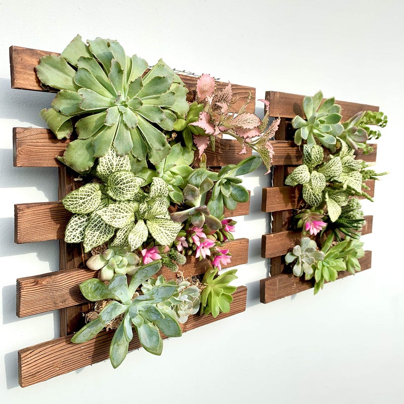 ShopLaLa ShopLaLa Wall Planter  2 Pack Wooden Hanging Succulent Wall Decor Live Air Plants Orchids Wall Mounted Holder Frame Display for Indoor Outdoor Living Plant Wall Decor Balcony Garden 