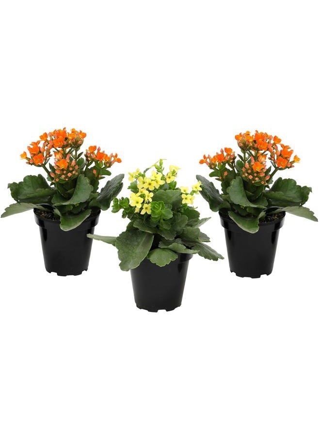 Plants for Pets نباتات السكسنط الحية كالنشو (عبوة 3)، سكسنط فلورينغ فلامينغ كاتي، سهلة العناية، ارتفاع تقريباً 7 بوصات، نباتات منزلية مقاومة للجفاف في أصص 3.5 بوصات - Image 1