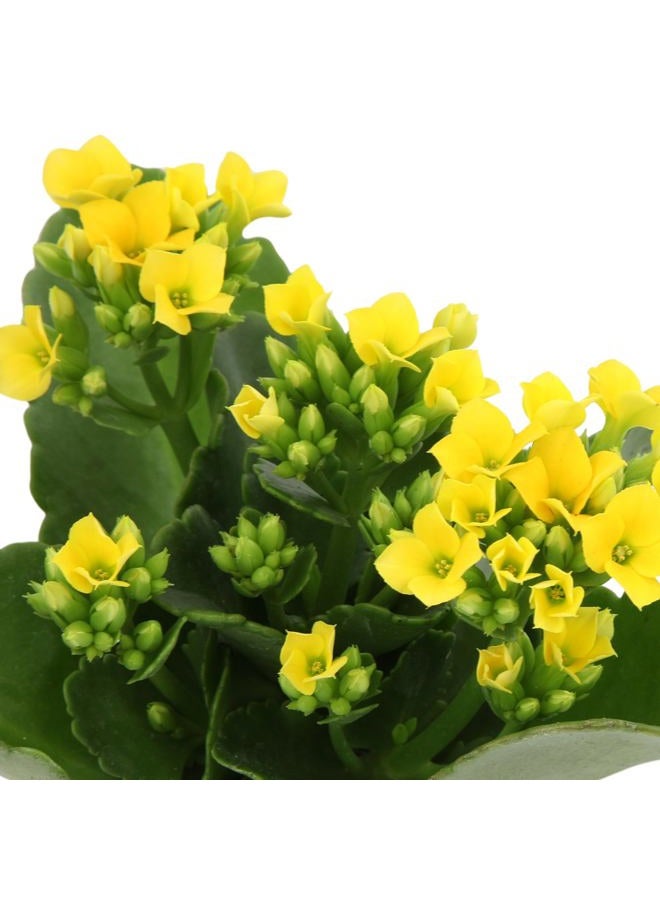 Plants for Pets نباتات السكسنط الحية كالنشو (عبوة 3)، سكسنط فلورينغ فلامينغ كاتي، سهلة العناية، ارتفاع تقريباً 7 بوصات، نباتات منزلية مقاومة للجفاف في أصص 3.5 بوصات - Image 5