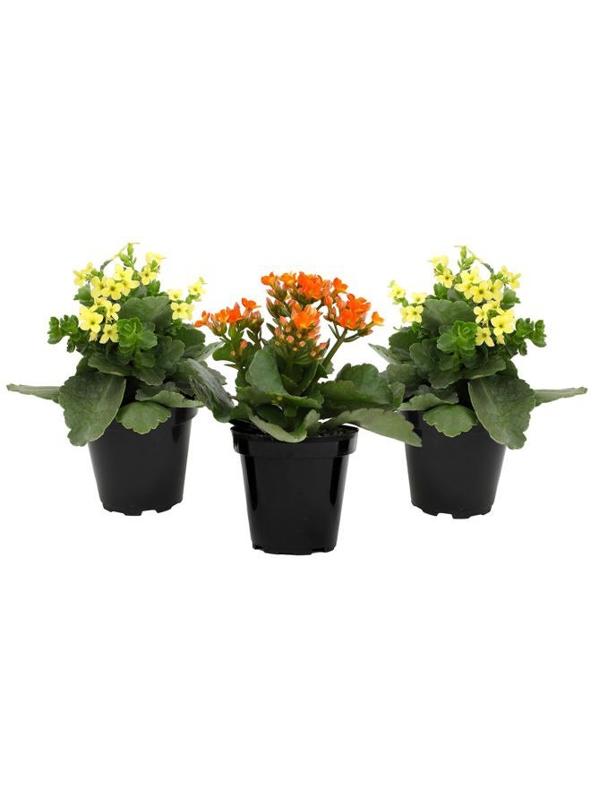 Plants for Pets نباتات السكسنط الحية كالنشو (عبوة 3)، سكسنط فلورينغ فلامينغ كاتي، سهلة العناية، ارتفاع تقريباً 7 بوصات، نباتات منزلية مقاومة للجفاف في أصص 3.5 بوصات - Image 4