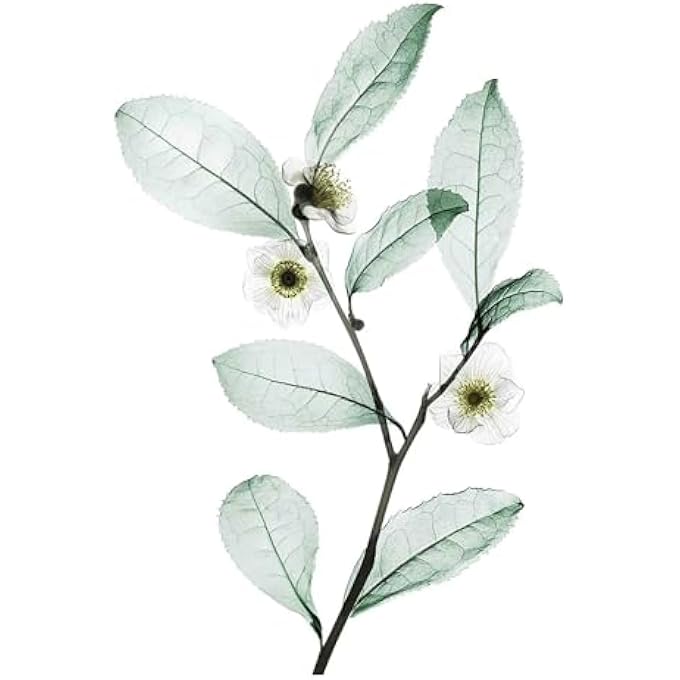 Nexxus SHAMPOO DIAMETRESS VOLUMIZING 13.5 OUNCE (399ML) (2 PACK) - Image 3