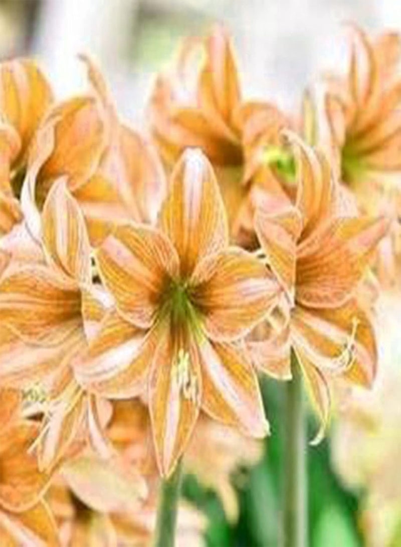 GGOOT Amaryllis Seeds 200Pcs Flower Seeds Productive Non GMO Fresh Natural Mixed Amaryllis Seeds Garden Accessories Light Yellow - Image 1