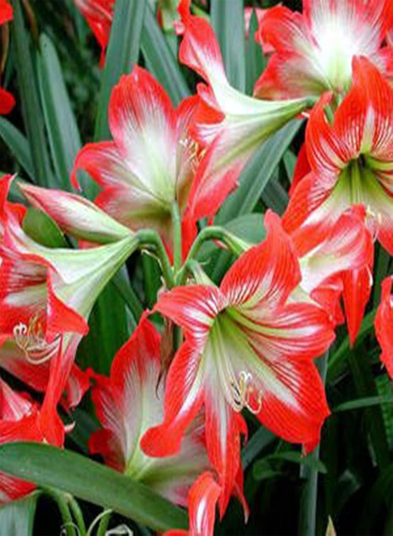 GGOOT Amaryllis Seeds 200Pcs Flower Seeds Productive Non GMO Fresh Natural Mixed Amaryllis Seeds Garden Accessories Light Yellow - Image 5
