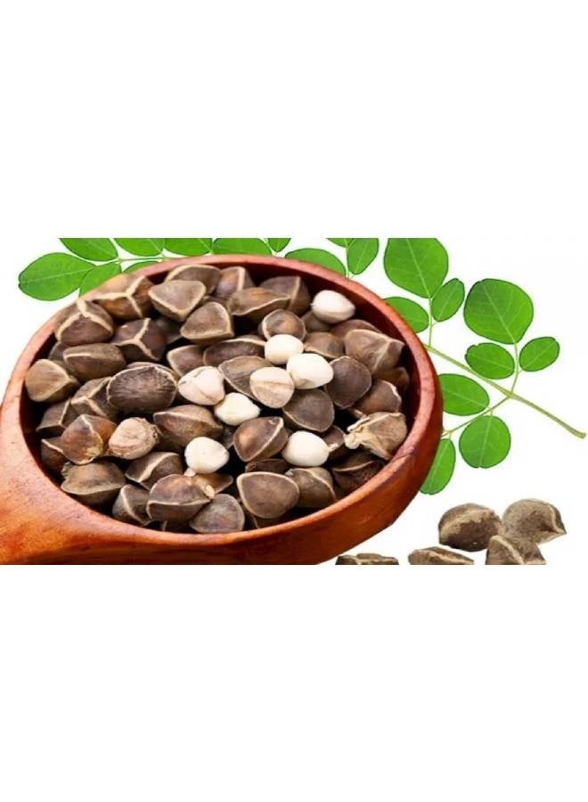 Herbs Natural Whole Dried Moringa Seeds – 500 g – Non-GMO - Image 2