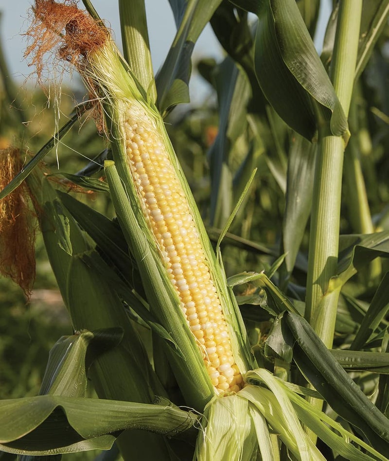 Burpee Sweetness Sweet Corn Seeds 200 seeds - Image 1