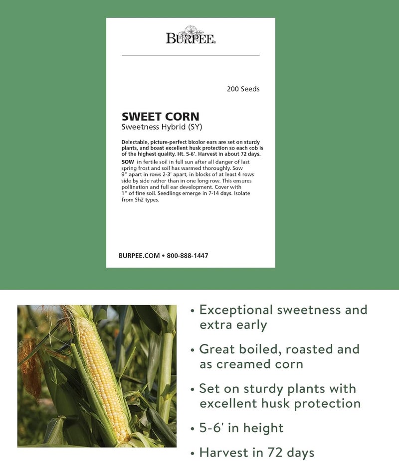 Burpee Sweetness Sweet Corn Seeds 200 seeds - Image 2