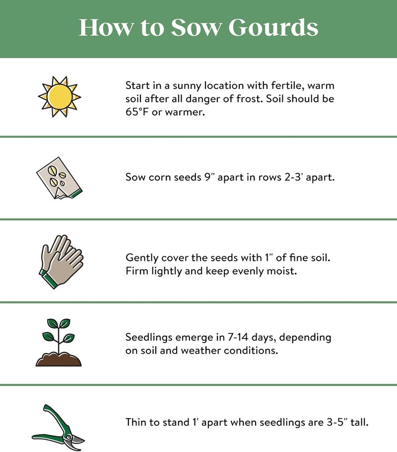 Burpee Sweetness Sweet Corn Seeds 200 seeds - Image 3