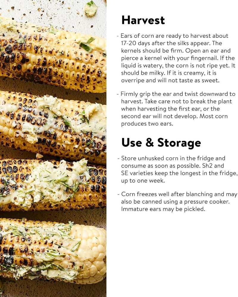 Burpee Sweetness Sweet Corn Seeds 200 seeds - Image 4