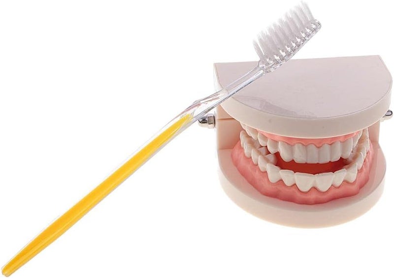 klarako 1:1 Life Size Human Mouth Teeth Model with Toothbrush School Teaching Tools Lab Supplies - Image 1