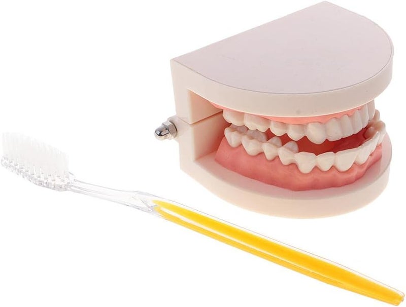 klarako 1:1 Life Size Human Mouth Teeth Model with Toothbrush School Teaching Tools Lab Supplies - Image 2