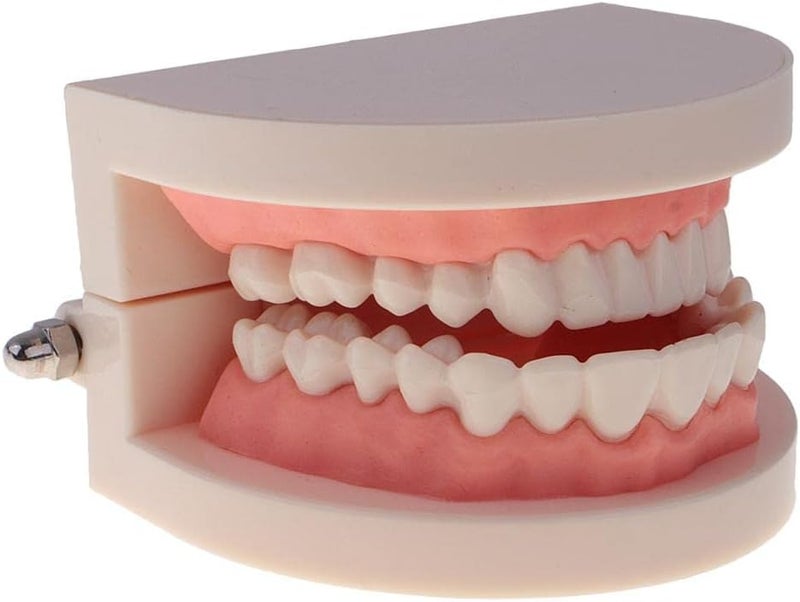 klarako 1:1 Life Size Human Mouth Teeth Model with Toothbrush School Teaching Tools Lab Supplies - Image 3