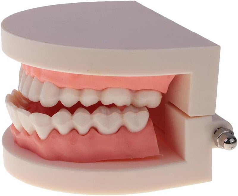 klarako 1:1 Life Size Human Mouth Teeth Model with Toothbrush School Teaching Tools Lab Supplies - Image 5