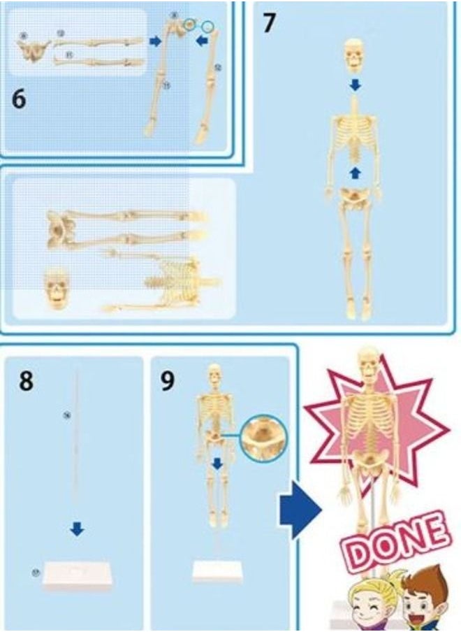 Steam Science and knowledge game about body systems for children. Human skeleton model with movable arms legs  - Image 3