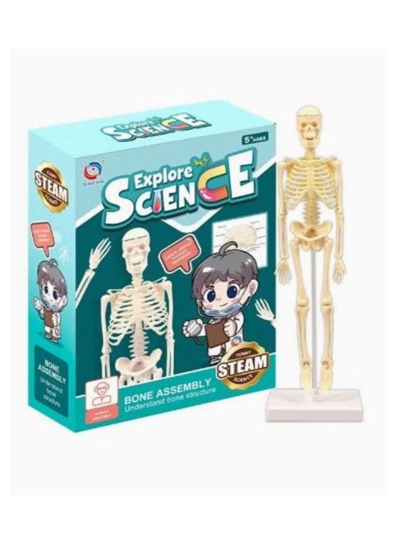 Steam Science and knowledge game about body systems for children. Human skeleton model with movable arms legs  - Image 1