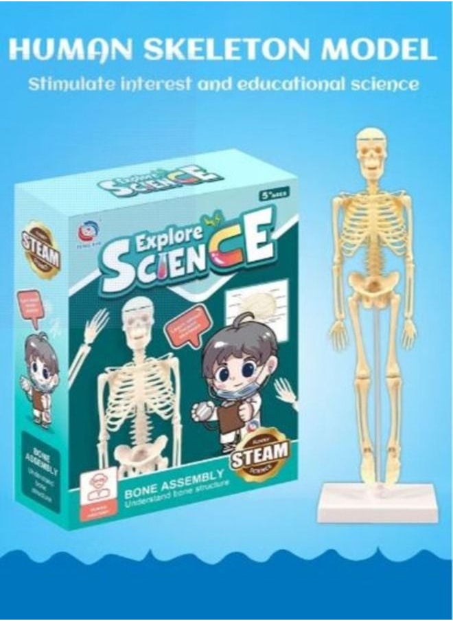Steam Science and knowledge game about body systems for children. Human skeleton model with movable arms legs  - Image 4
