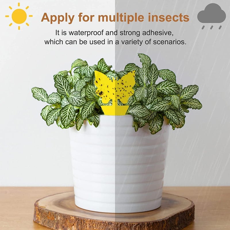 Stingmon 36 Pack Fruit Fly Traps for Indoors, Gnat Traps for House Indoor, Sticky Traps Fungus Gnats Killer for Mosquito and Flying Insects, Bug Pest Insect Catcher Killer for Houseplant - Image 4
