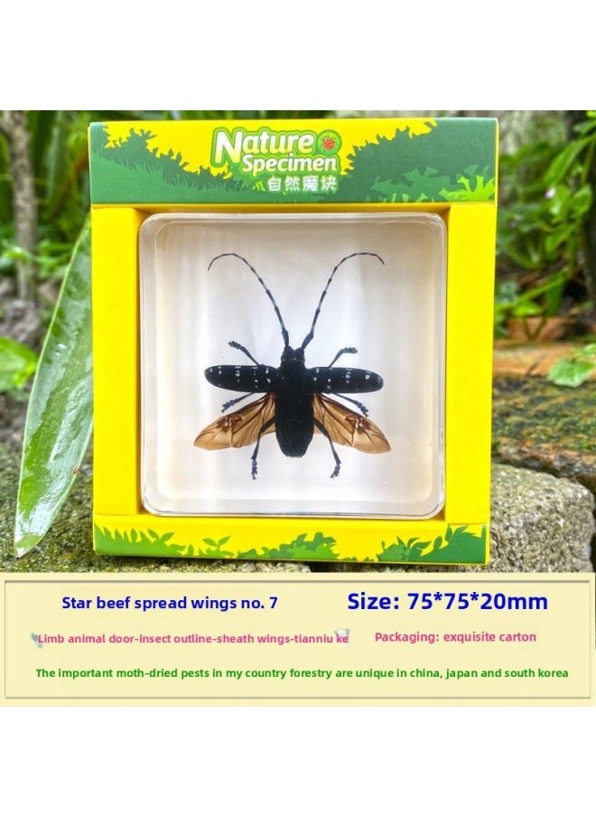 Insect Specimen Real Mono Fairy Amber Scarab Book Town Home Desk Decoration Mantis Spider Scorpion Factory-Color:Star Bull Spreading Wing 7  - Image 1