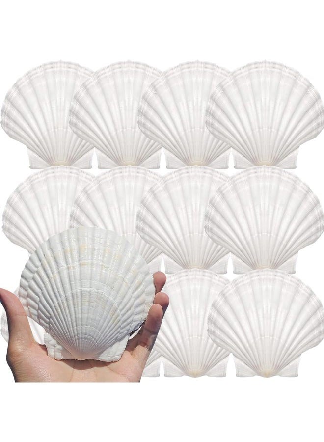 YUNMOE 12PCS Large Natural Scallop Shells 4''-5'' White Sea Shells for DIY Craft Making, Hand Painting, Ocean Themed Party and Home Décor - Image 1
