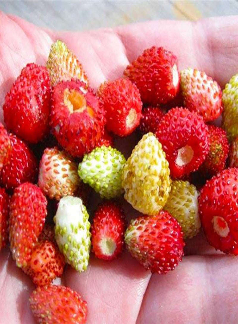 جي جوت كيس واحد من بذور الفراولة، مزيج صغير مفيد من بذور الفراولة المتسلقة الحمراء للحديقة وبذور الخضراوات للمزرعة - Image 5