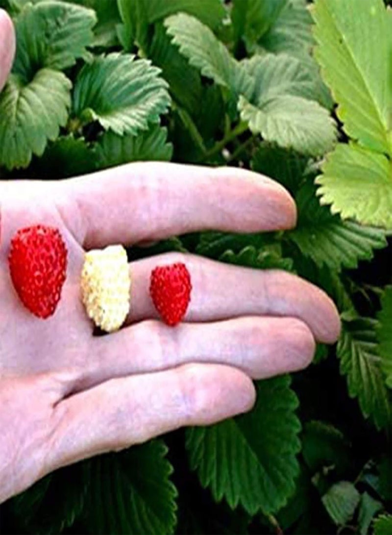 جي جوت كيس واحد من بذور الفراولة، مزيج صغير مفيد من بذور الفراولة المتسلقة الحمراء للحديقة وبذور الخضراوات للمزرعة - Image 3