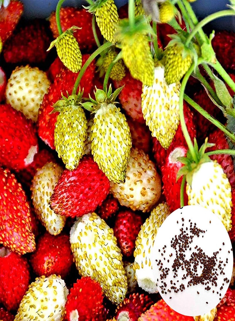 جي جوت كيس واحد من بذور الفراولة، مزيج صغير مفيد من بذور الفراولة المتسلقة الحمراء للحديقة وبذور الخضراوات للمزرعة - Image 1