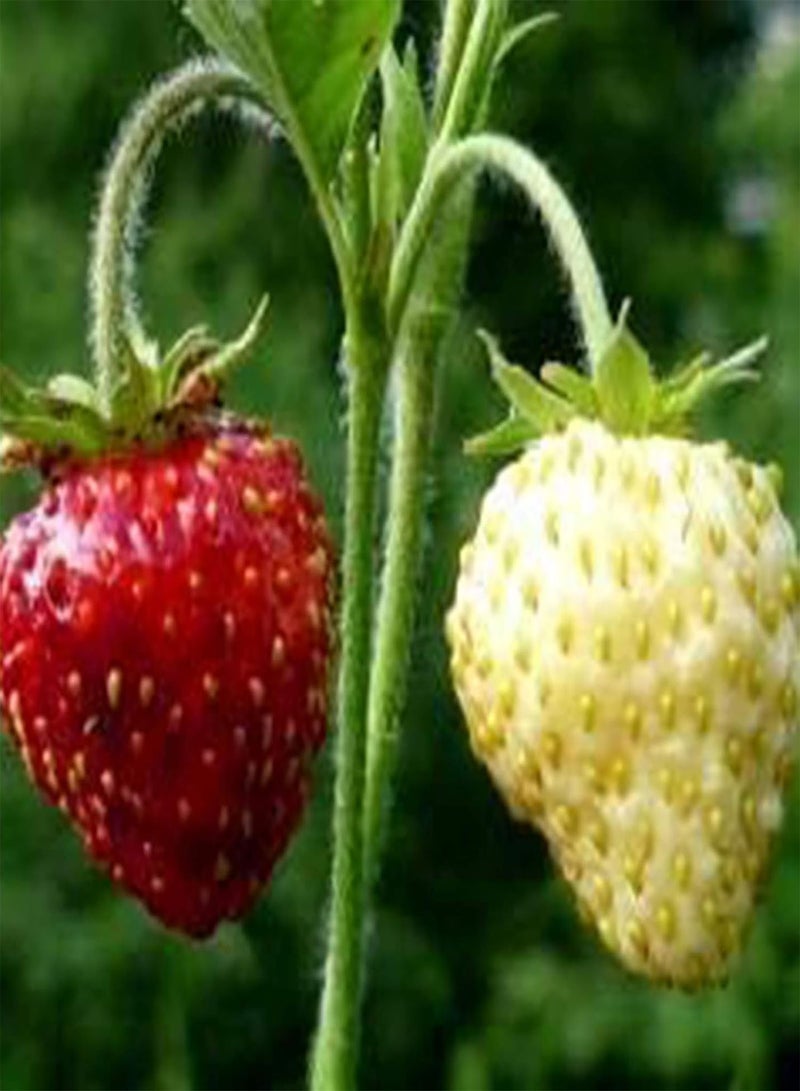 جي جوت كيس واحد من بذور الفراولة، مزيج صغير مفيد من بذور الفراولة المتسلقة الحمراء للحديقة وبذور الخضراوات للمزرعة - Image 4