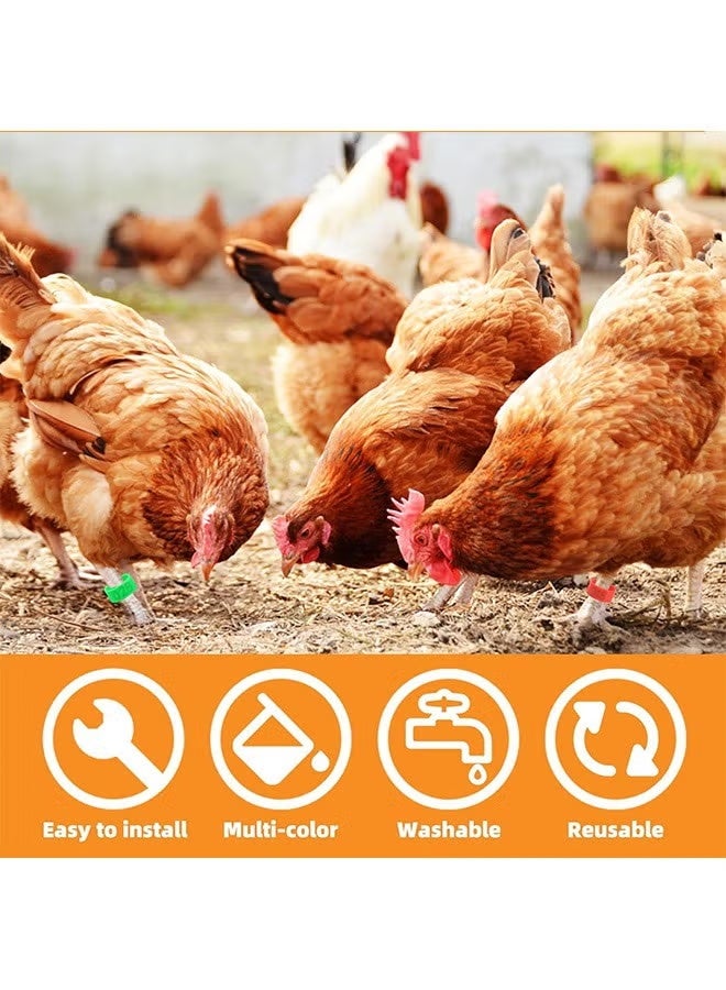 100 Pieces Chicken Leg Rings,Numbered Bands,Colorful Poultry Clip-on Ankle for Ducks Chicks Pigeons Goose,5 Colors - Image 5
