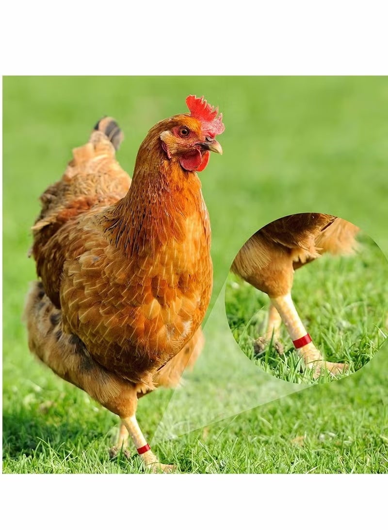 100 Pieces Chicken Leg Rings,Numbered Bands,Colorful Poultry Clip-on Ankle for Ducks Chicks Pigeons Goose,5 Colors - Image 3