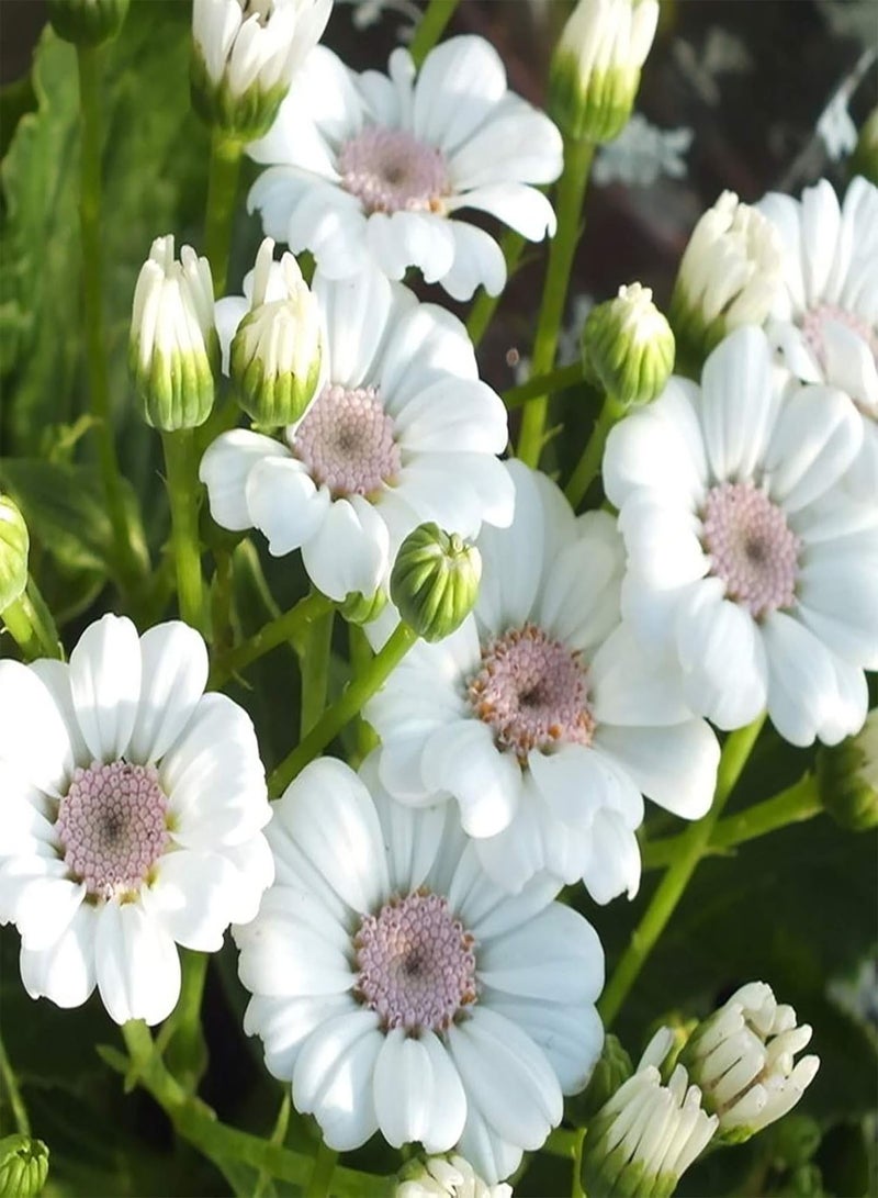 GGOOT seeds 50Pcs Cineraria Seeds Mixed Color Wild Flower Seeds Home Garden Balcony Bonsai Plant,High Germination & Easy to Plant 4  - Image 2