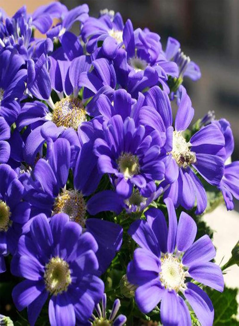 GGOOT seeds 50Pcs Cineraria Seeds Mixed Color Wild Flower Seeds Home Garden Balcony Bonsai Plant,High Germination & Easy to Plant 4  - Image 3