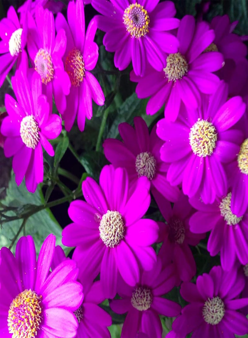 GGOOT seeds 50Pcs Cineraria Seeds Mixed Color Wild Flower Seeds Home Garden Balcony Bonsai Plant,High Germination & Easy to Plant 4  - Image 1