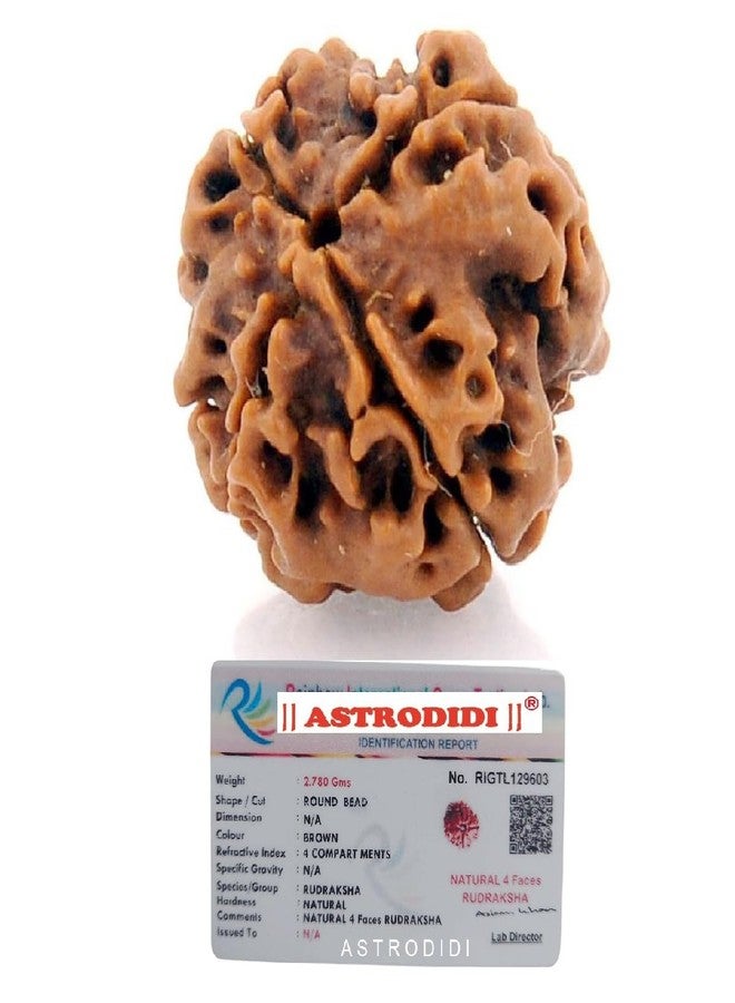 ASTRODIDI رودراكشا أصلية من أستروديدي، نيبالية، ذات أربعة أوجه / 4 موخي، مع شهادة مختبرية للتأمل والصلاة والحماية وموازنة الشاكرات والنمو الروحي (اللون: بني) - Image 1