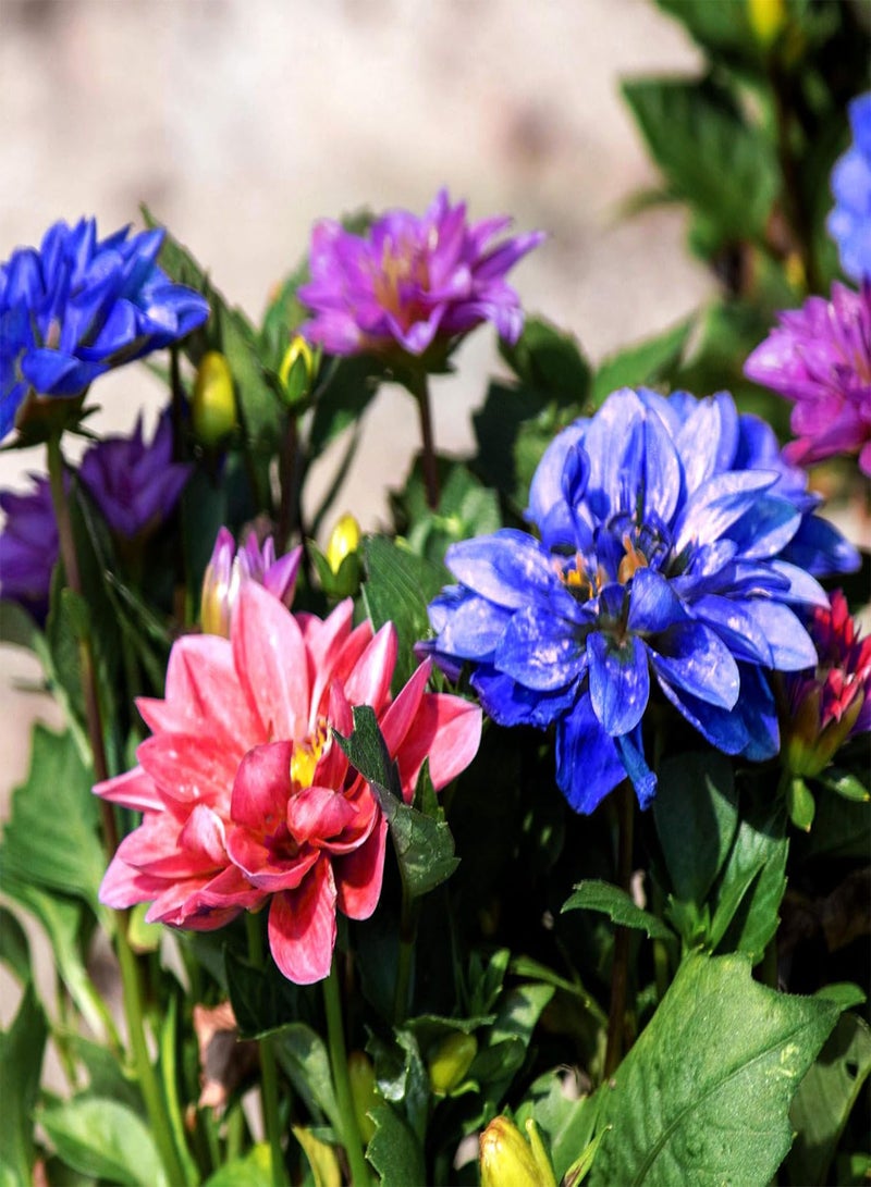 GGOOT Rare 50 Pcs Mixed Dahlia Seeds Beautiful Perennial Flowers Plants