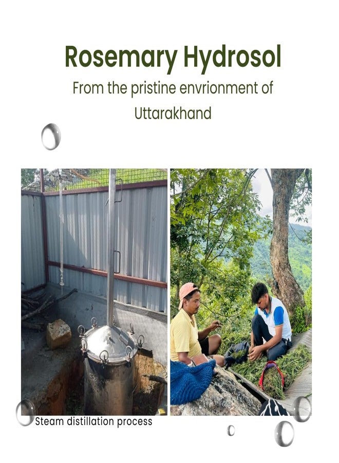 Vriksha Veda Rosemary Hydrosol I Pure I Steam Distilled in Uttarakhand ISuitable for all Hair types I 100 ml pack of 2 - Image 2