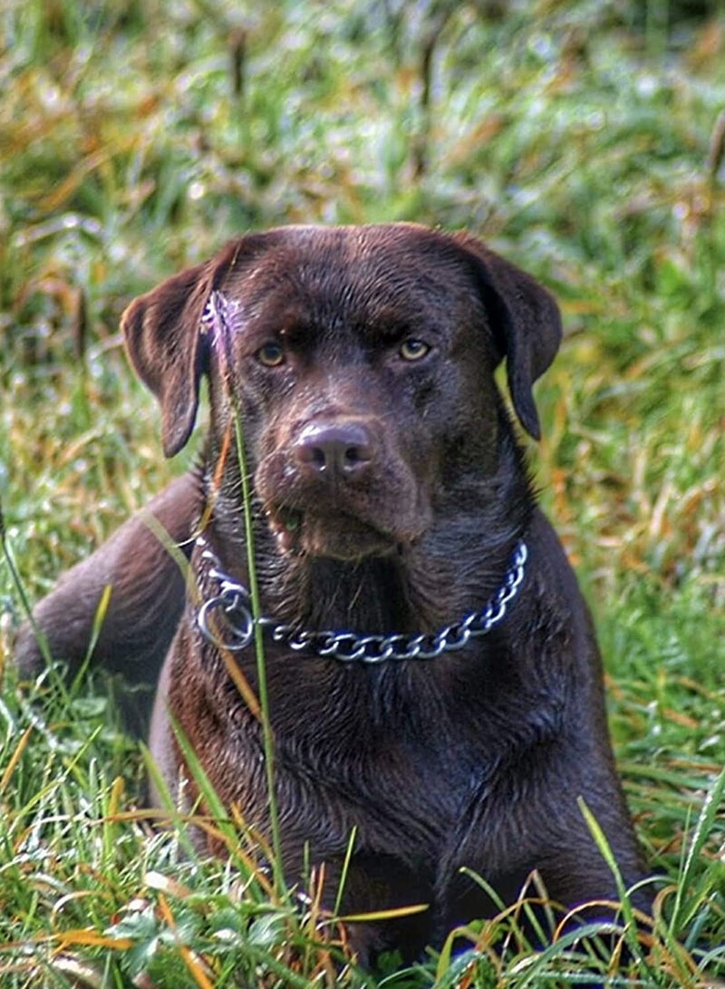 Excefore Dog Collar Chain, Chain Dog Training Choke Collar, Adjustable Stainless Steel Chain Slip Collar, Durable, Weather Proof, Tarnish Resistant Metal Chain 4 Pack - Image 3