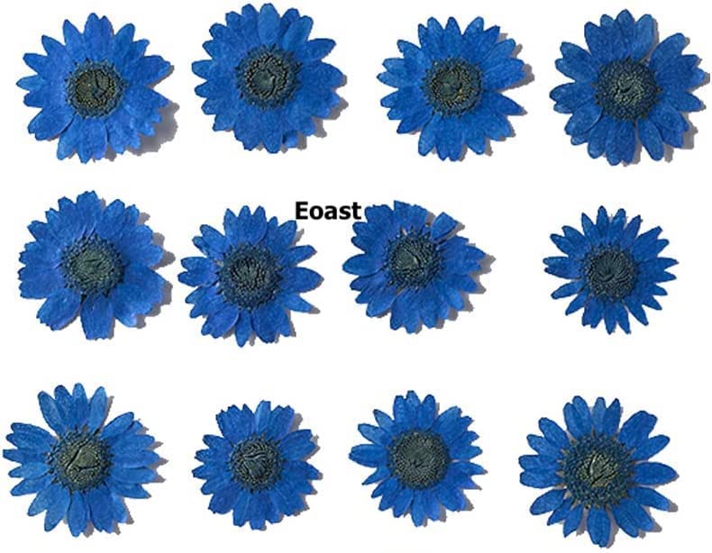 Eoast Natural Dried Flower for Resin Art Decorative| for Candle|Handmade Epoxy Crafts| DIY Jewelry |Photoframe Ornament | Resin Art|SOAP Making -Assorted (Daisy/Crystal [ Luxury Dark Blue]) - Image 2