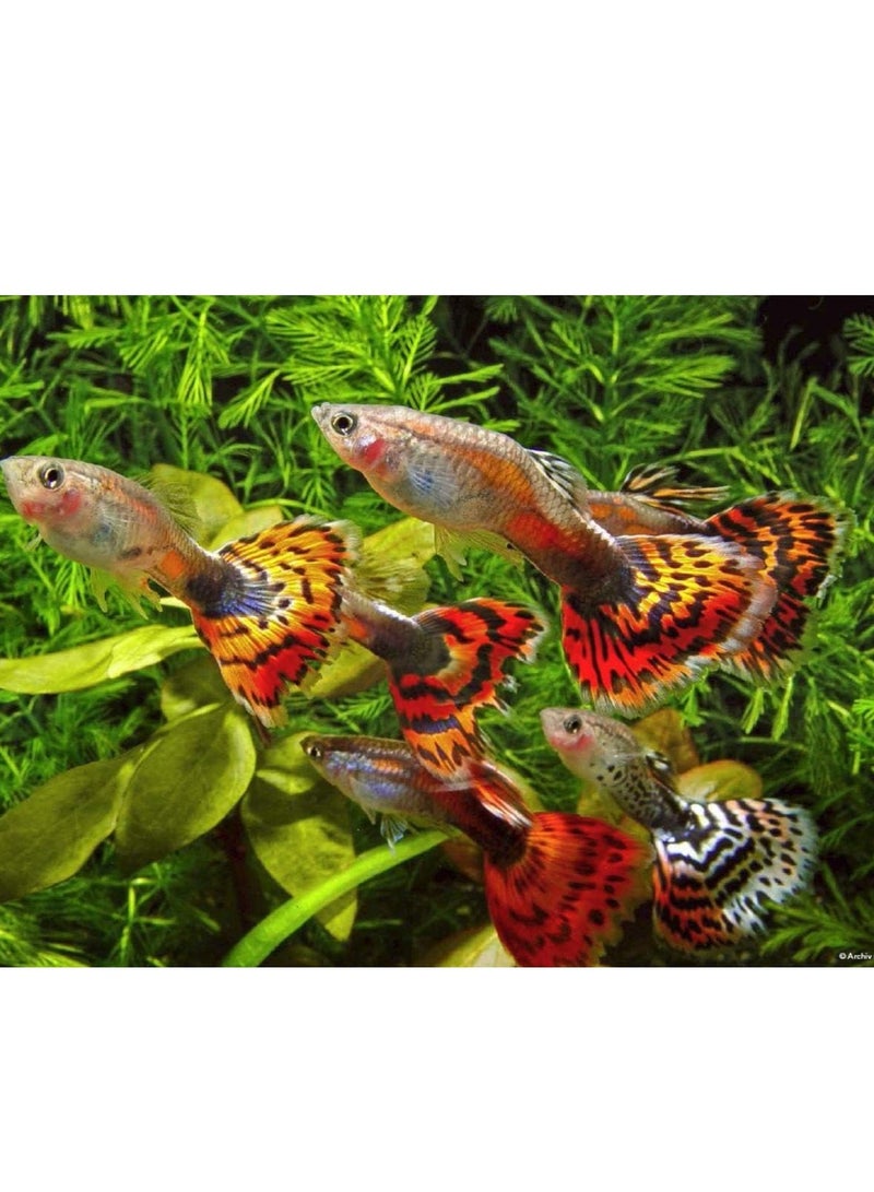 Sera Sera Guppy Gran Nature 100ml-44G, Multicolor  - Image 4