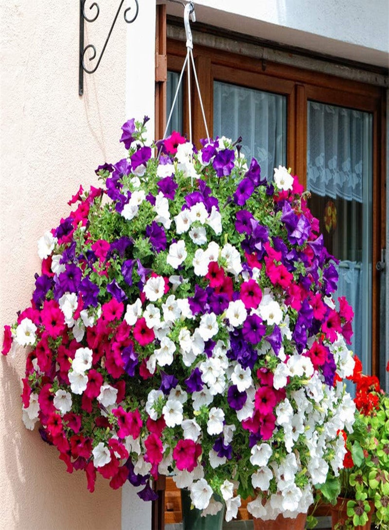 جي جوت 200 قطعة من بذور البتونيا المختلطة، غطاء أرضي ملون، زهرة الصباح المزدهرة، إطار سلة معلقة مزخرفة للزراعة في الحديقة والشرفة - Image 1