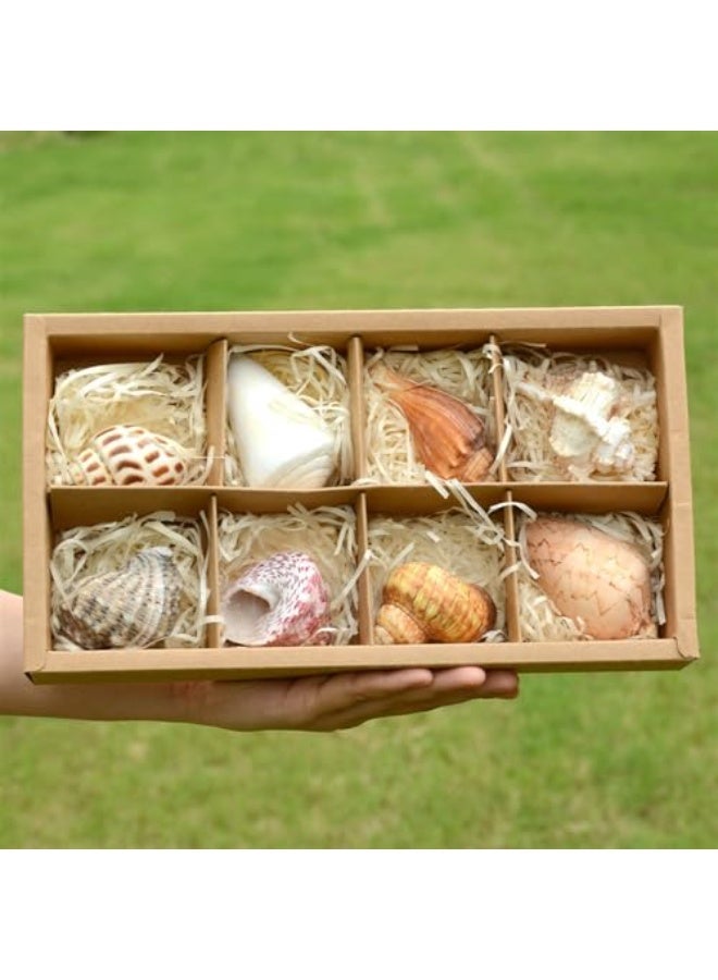 يُسلِّم ٨ قطع من أصداف سرطان البحر الناسك متوسطة إلى كبيرة الحجم، بحجم فتحة ١-٢ بوصة، لوازم تزيين - Image 1